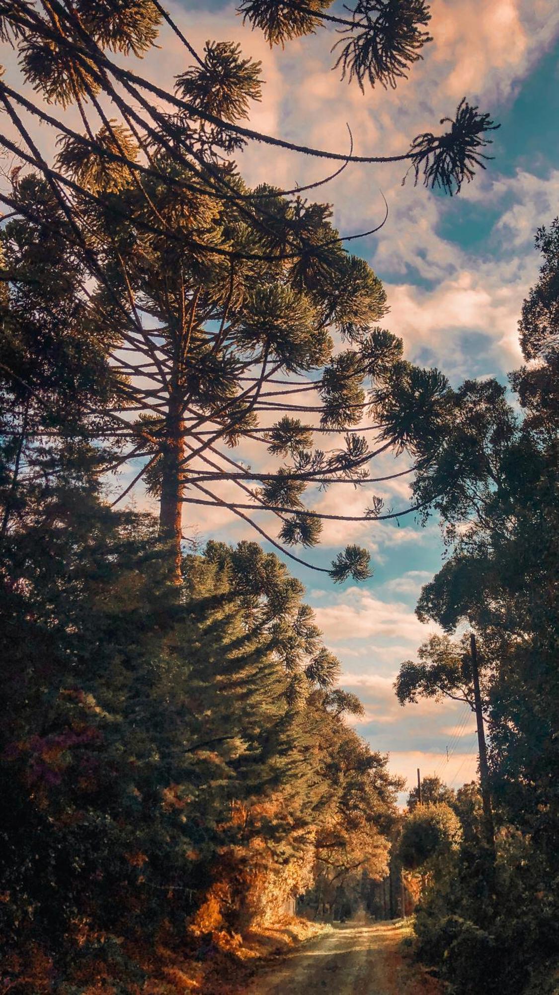 Pousada Vila Lubia - Chales Monte Verde Buitenkant foto